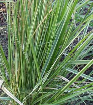 CALAMAGROSTIS 